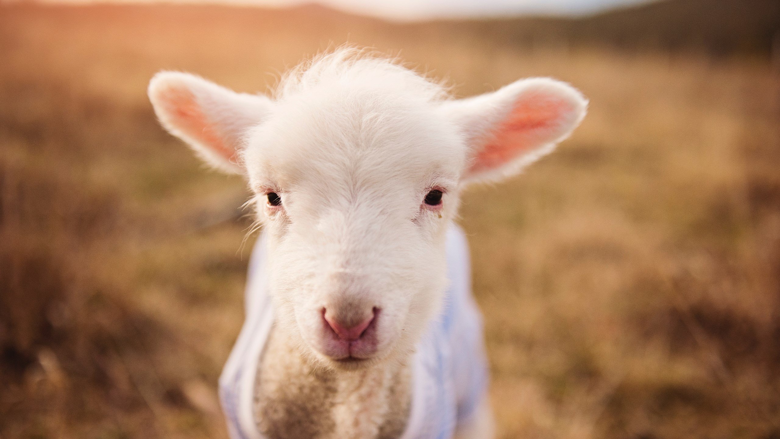 厄瓜多尔力克亚特兰大联，阿尔瓦雷斯关键一击制胜