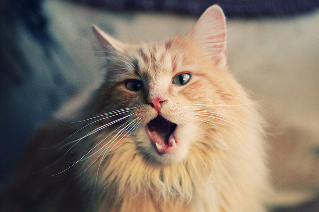 冰与火的交响，当集体意志与个人天赋同时照亮绿茵