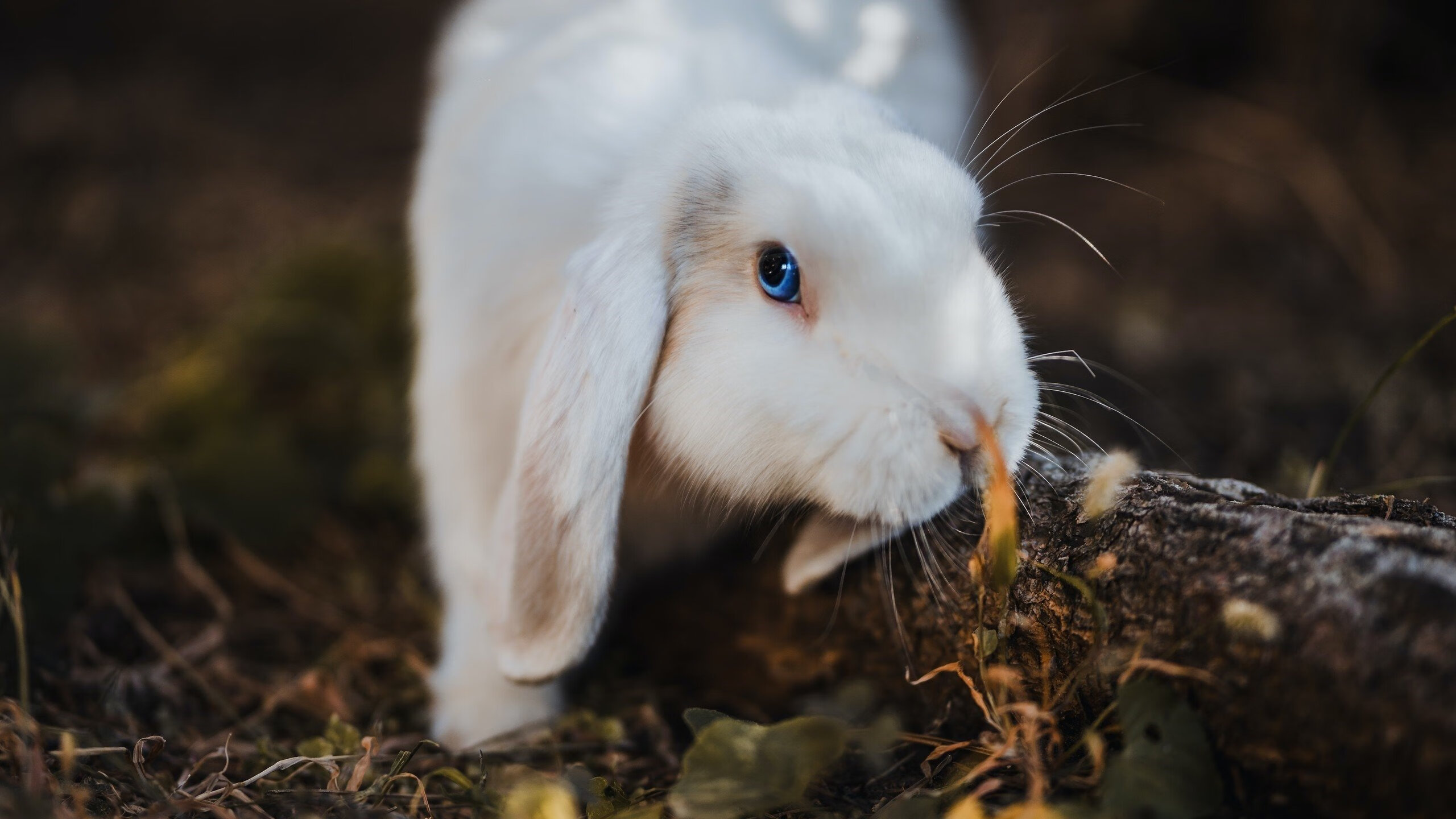 数字幽灵恩比德，一场CBA焦点战背后的全球篮球叙事