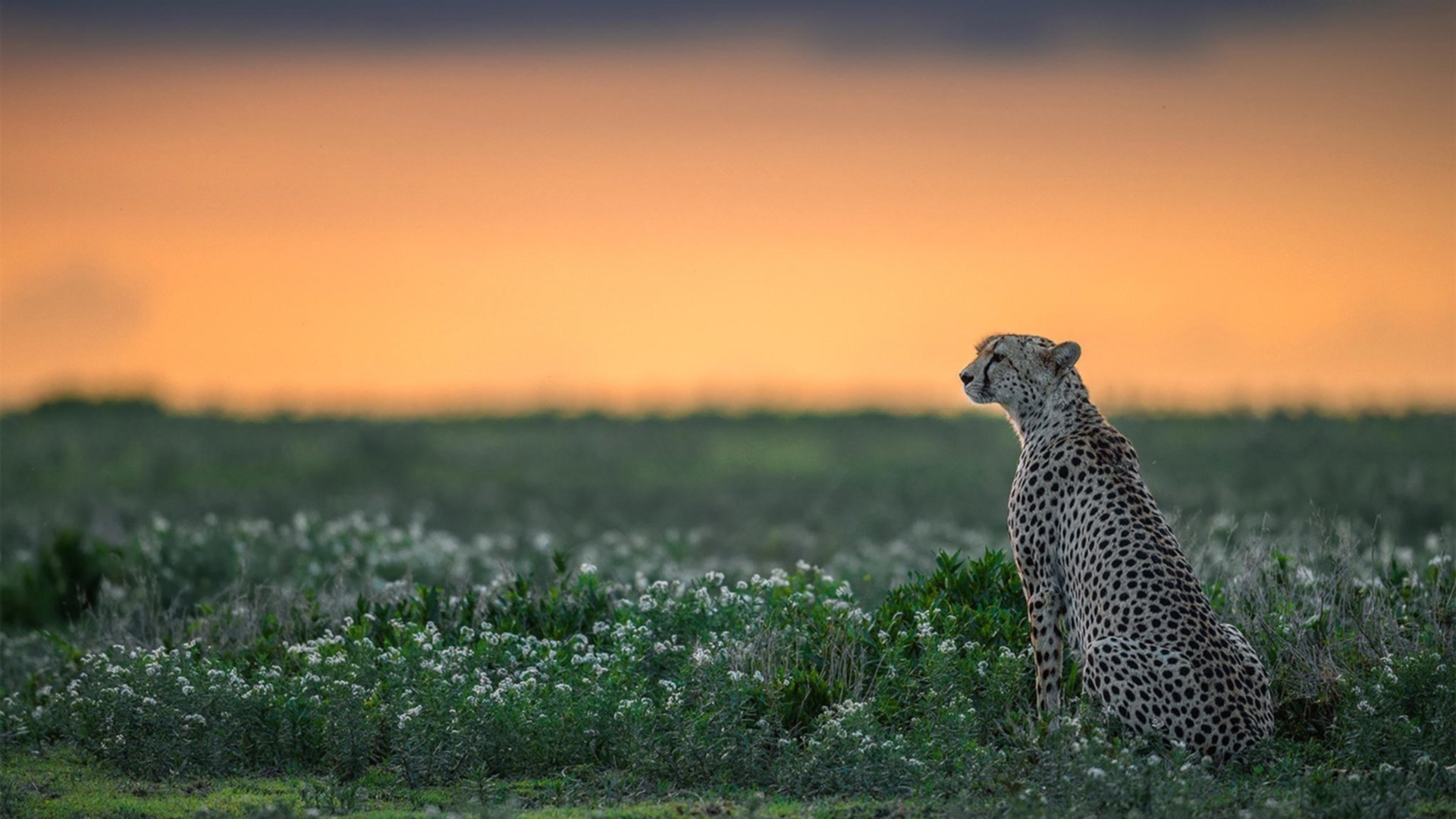 黑白直播nba在线观看-巴斯托尼临危救主，桑巴军团鏖战破摩洛哥铁壁