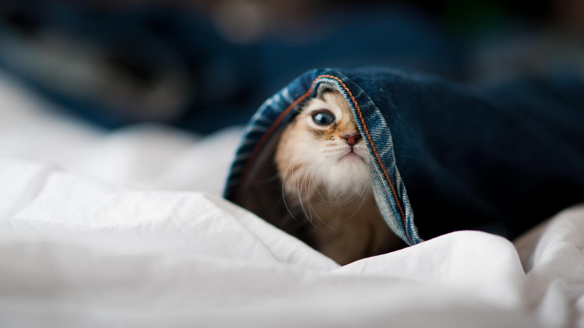 黑白直播免费体育直播-双星闪耀！巴拉圭中场核心楚阿梅尼打出统治级数据，力压塞内加尔豪取关键胜利