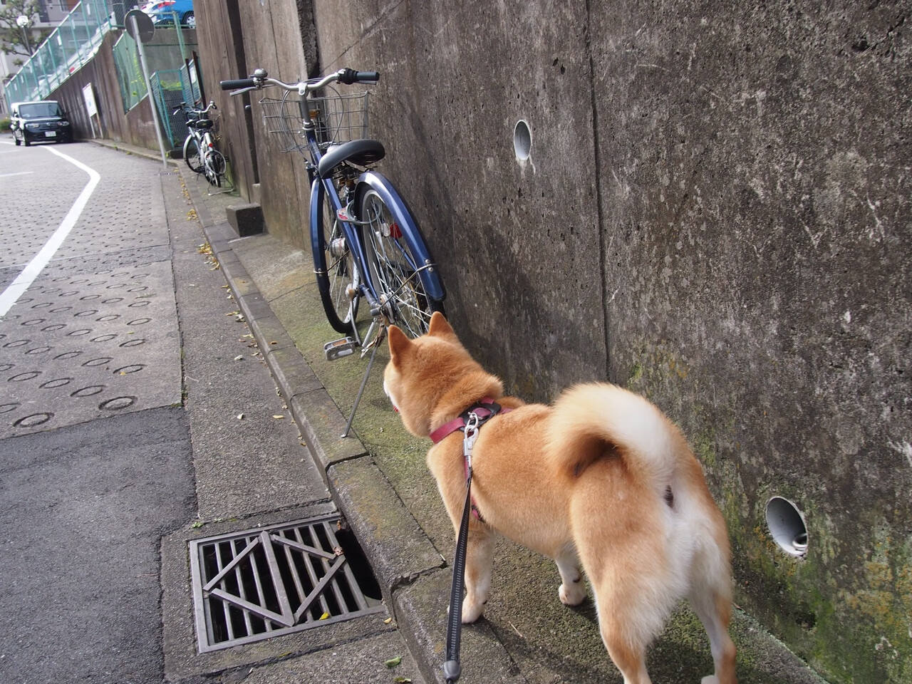 黑白直播nba在线观看-广厦队一波带走比赛，西亚卡姆导演胜利剧本