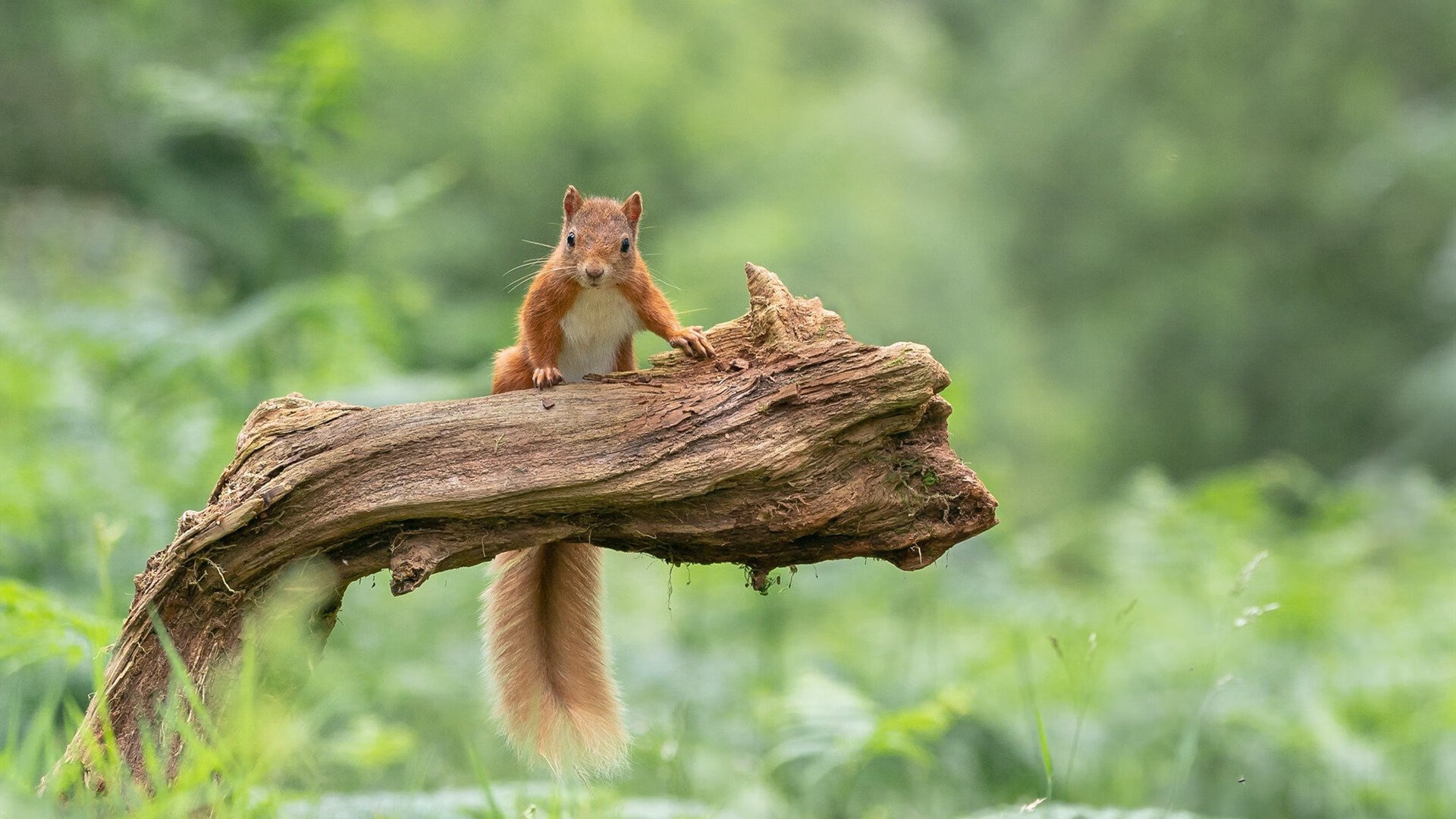 上海爆冷淘汰热火夜,数字詹姆斯空降英超决胜场