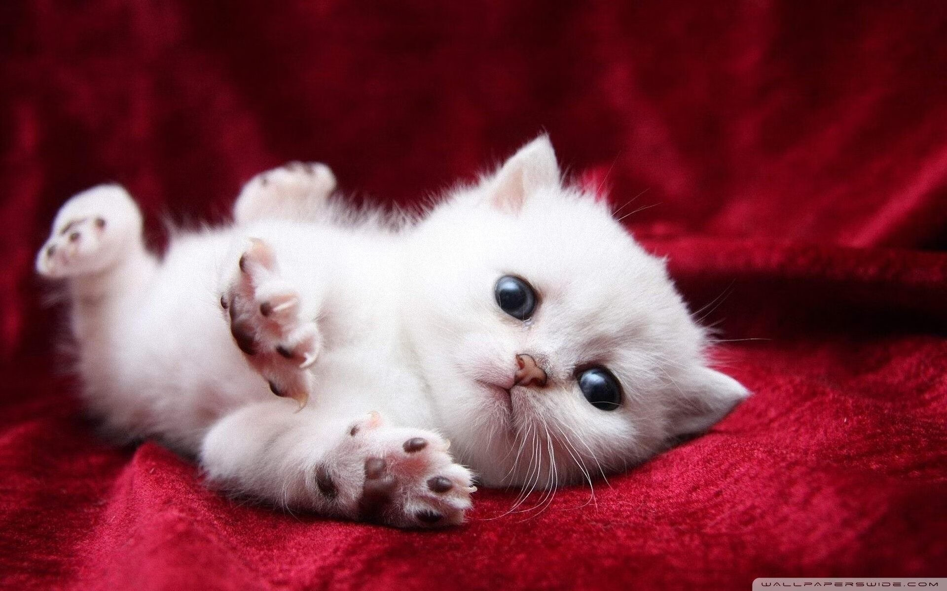 戈贝尔统治内线扛起全队，雷霆第三节狂潮单节击溃骑士