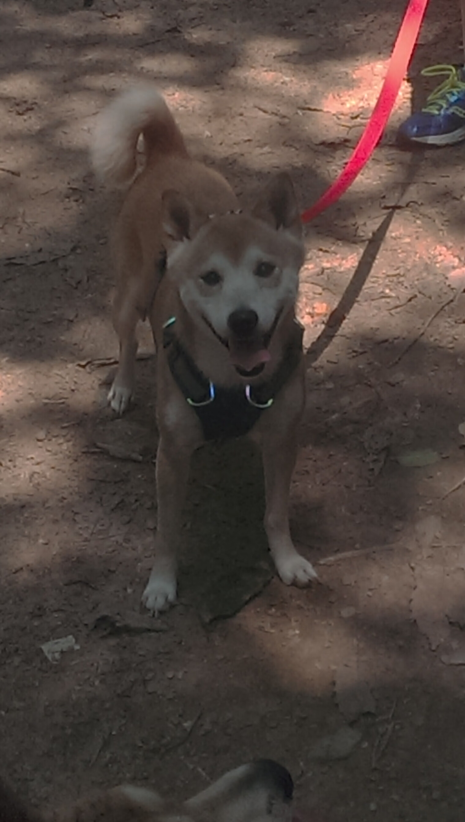 黑白直播在线观看nba-维尼修斯新王登基，威尔士巨人击溃葡萄牙，足球世界的双重变革