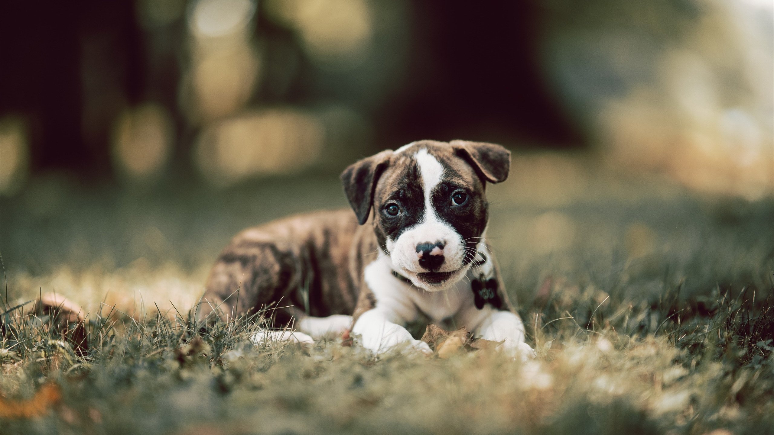 莱奥的变速齿轮,拜仁压哨逆转背后的攻防转换艺术
